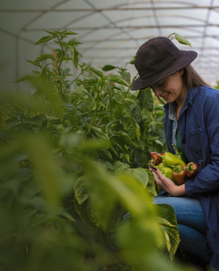 Greenhouse Farming in Bangladesh_ From Traditional to Smart & Sustainable Greenhouse Farming in Bangladesh_ From Traditional to Smart & Sustainable