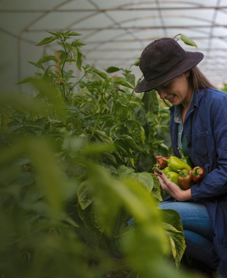 Greenhouse Farming in Bangladesh_ From Traditional to Smart & Sustainable